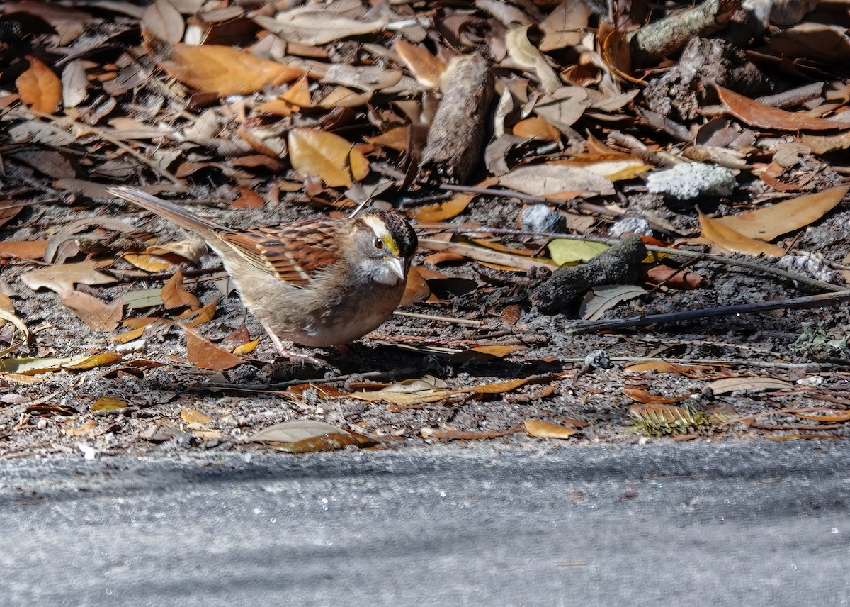 White-throated Sparrow - ML631065640