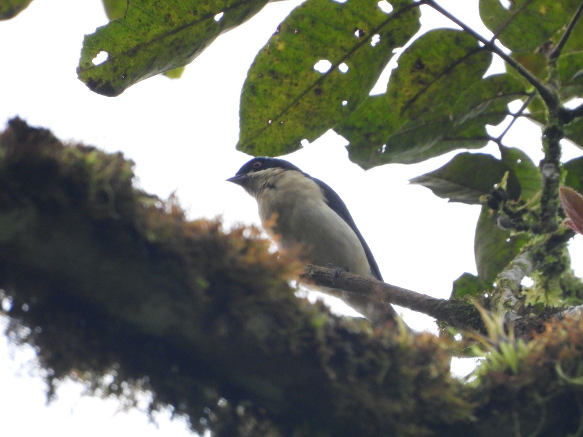 Fawn-breasted Tanager - ML631065647