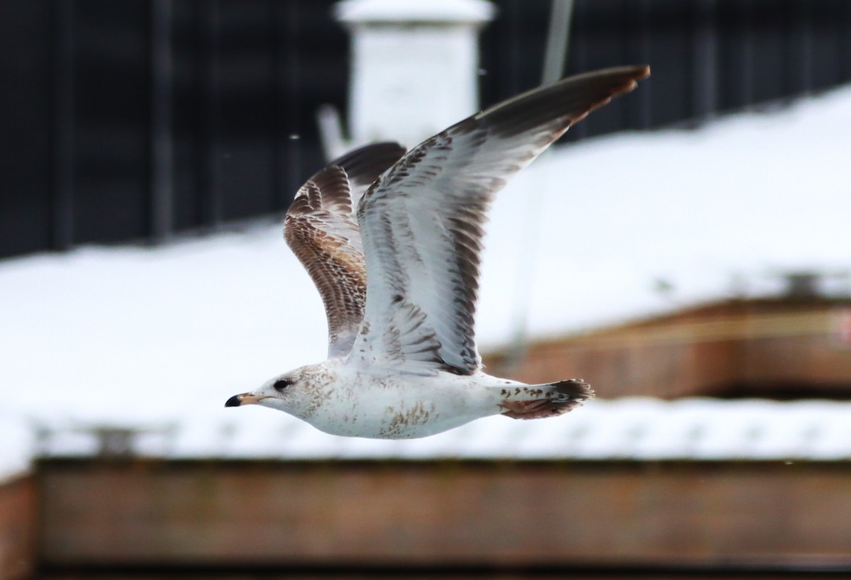 クロワカモメ - ML631065650