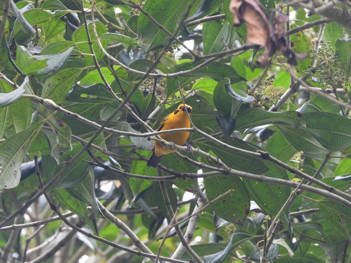 Golden Tanager - ML631065782