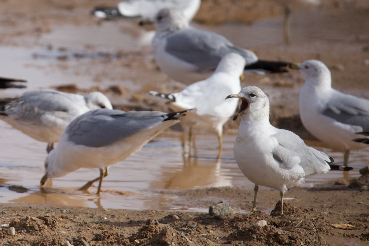 Ring-billed Gull - ML631065824