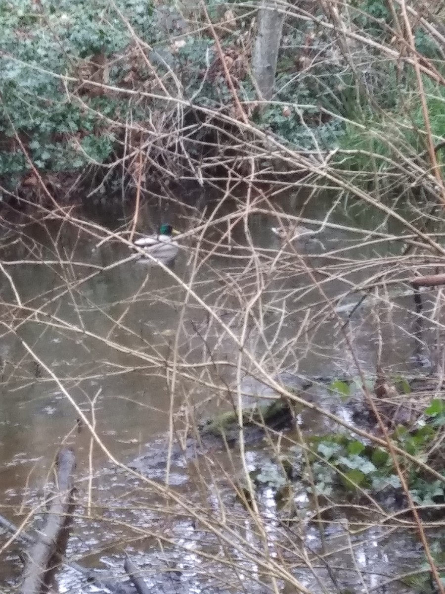 Mallard - ML631065859