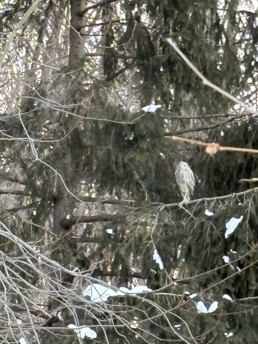 Ногоовор зашин - ML631065953