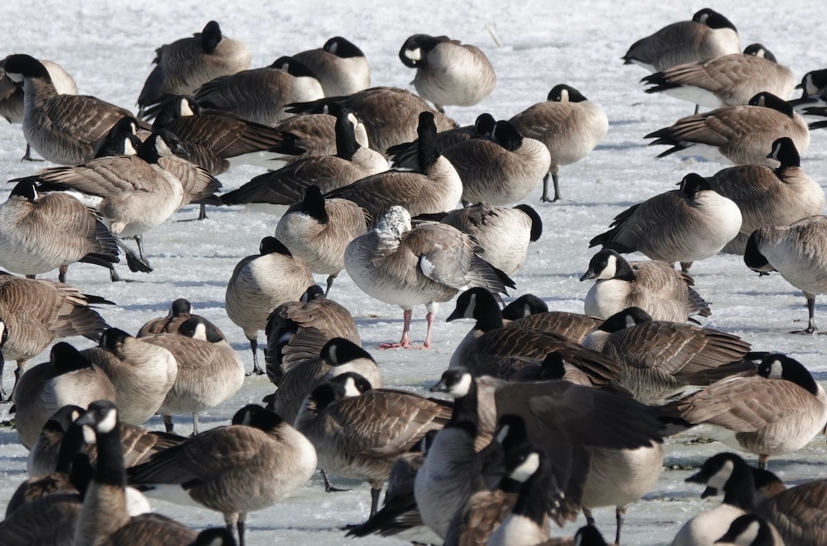 Snow/Ross's x Cackling/Canada Goose (hybrid) - ML631066046