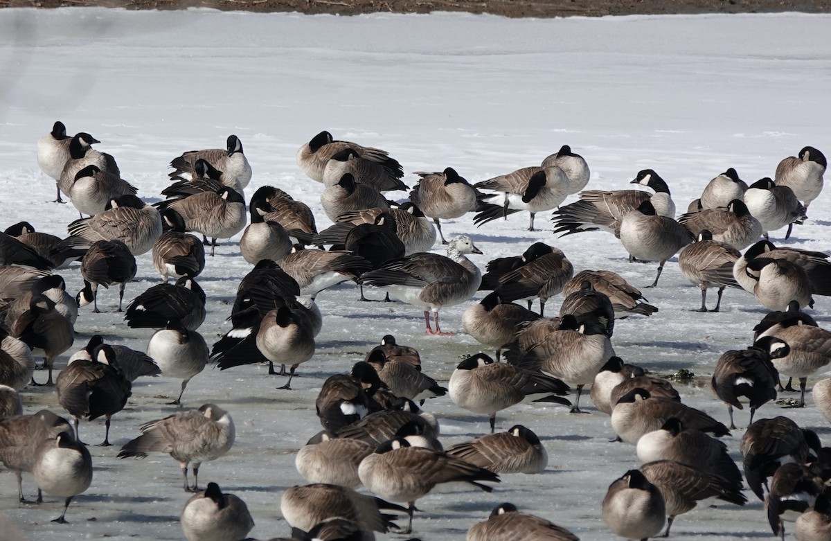 Snow/Ross's x Cackling/Canada Goose (hybrid) - ML631066053