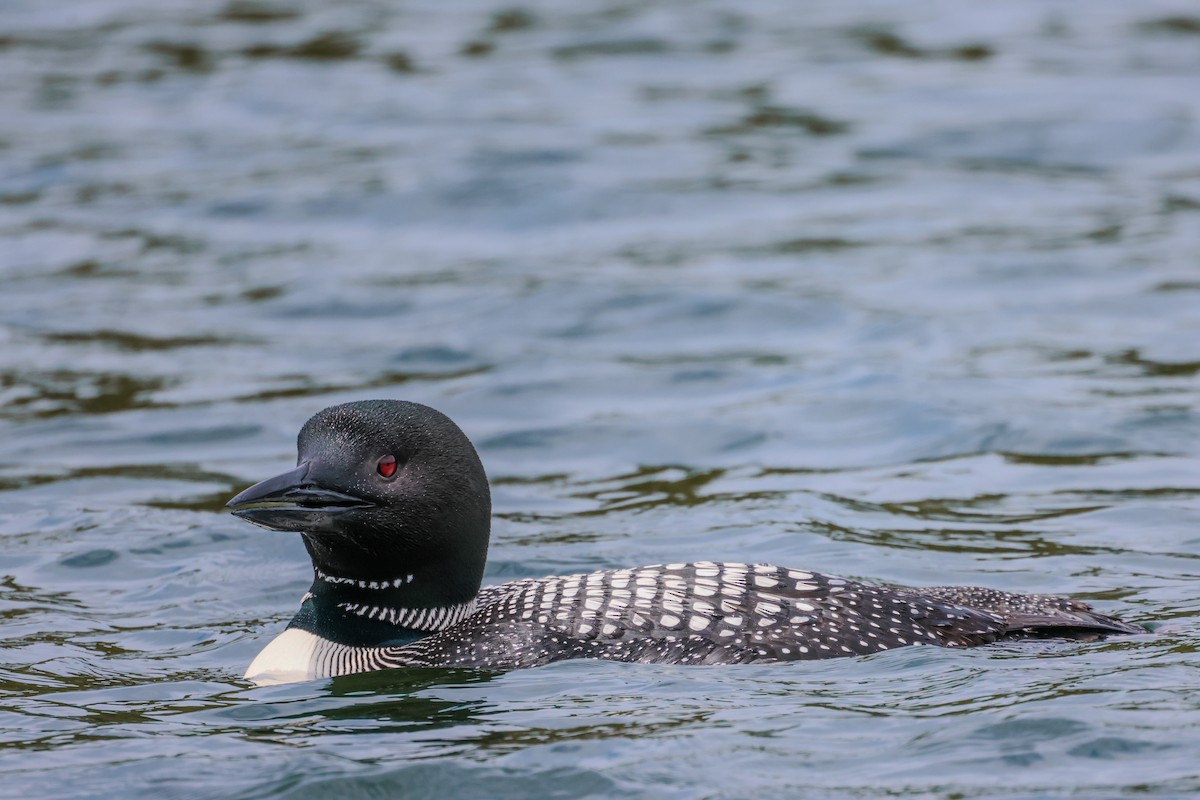 Common Loon - ML631066061