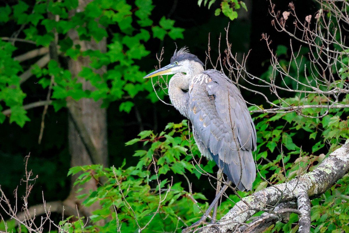 Great Blue Heron - ML631066072
