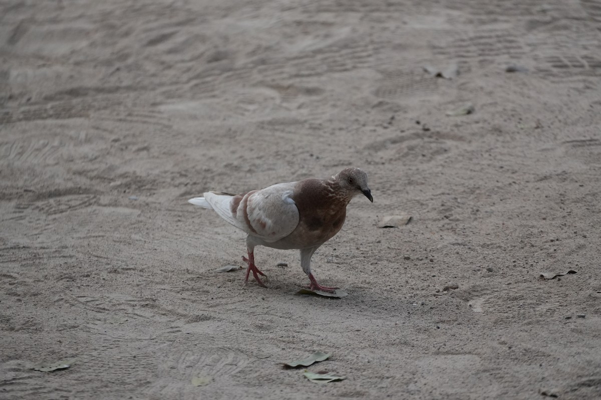 Rock Pigeon (Feral Pigeon) - ML631066078