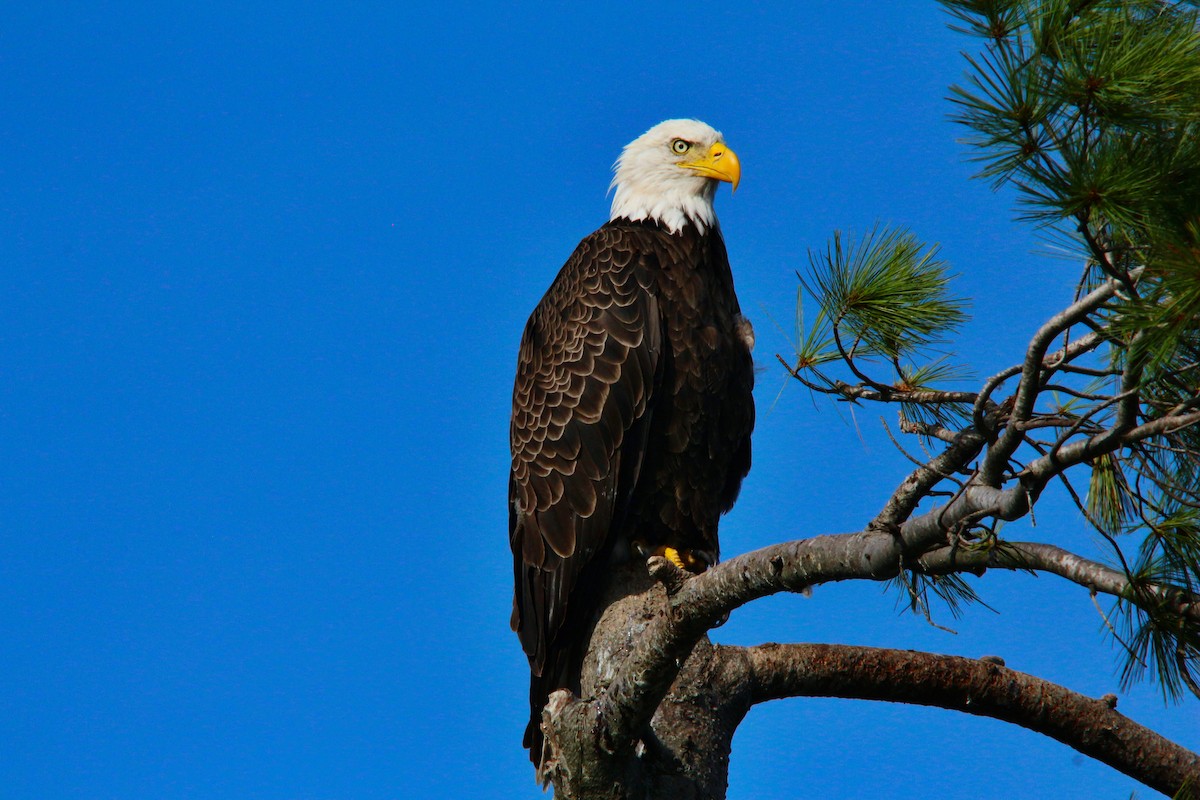 Bald Eagle - ML631066098