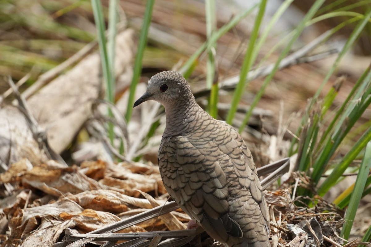 Inca Dove - ML631066175