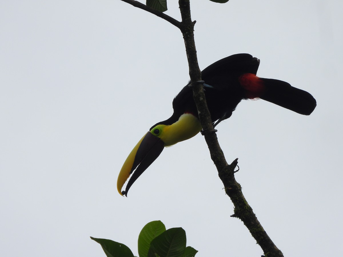 Toucan du Choco - ML631066220