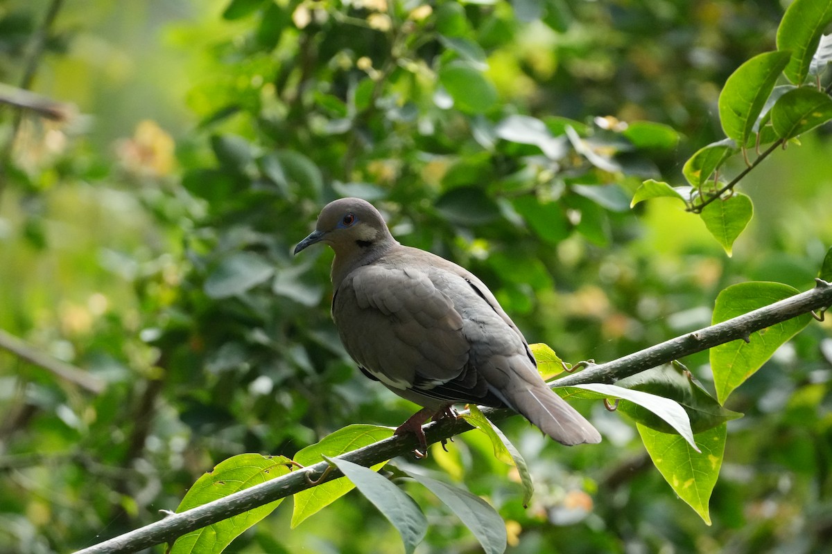 White-winged Dove - ML631066252