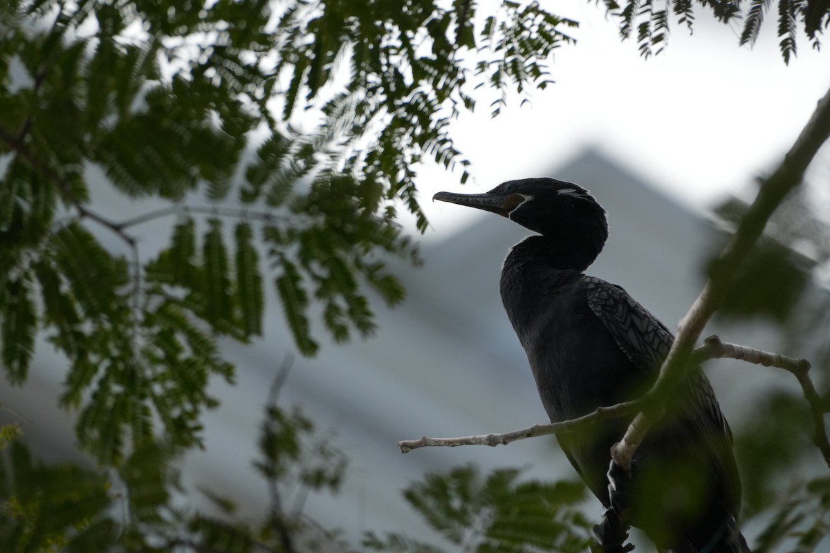 Neotropic Cormorant - ML631066275