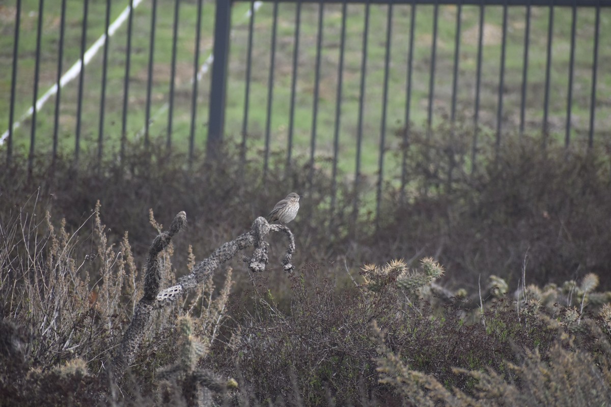 Sage Thrasher - ML631066285