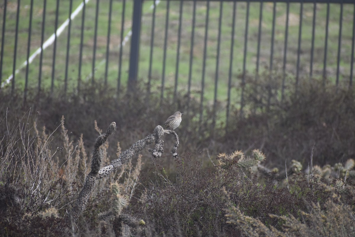 Sage Thrasher - ML631066286