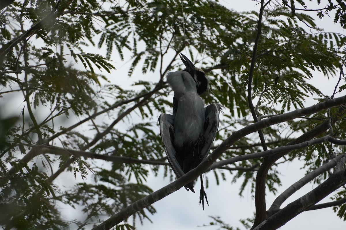 Yellow-crowned Night Heron - ML631066287