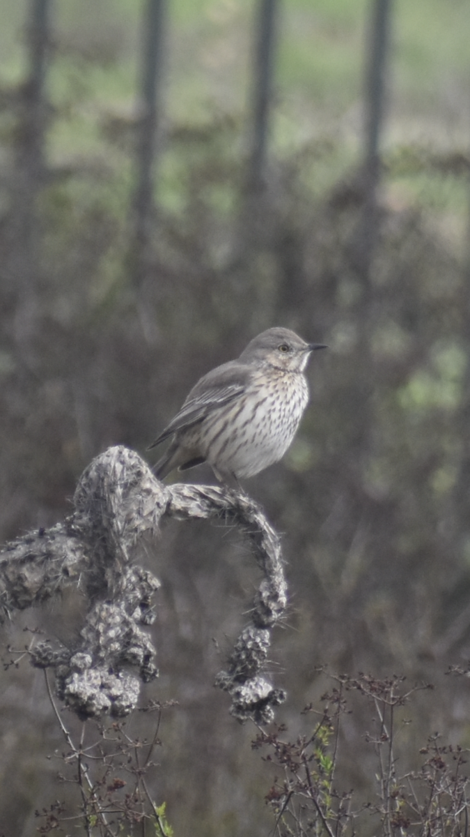 Sage Thrasher - ML631066296