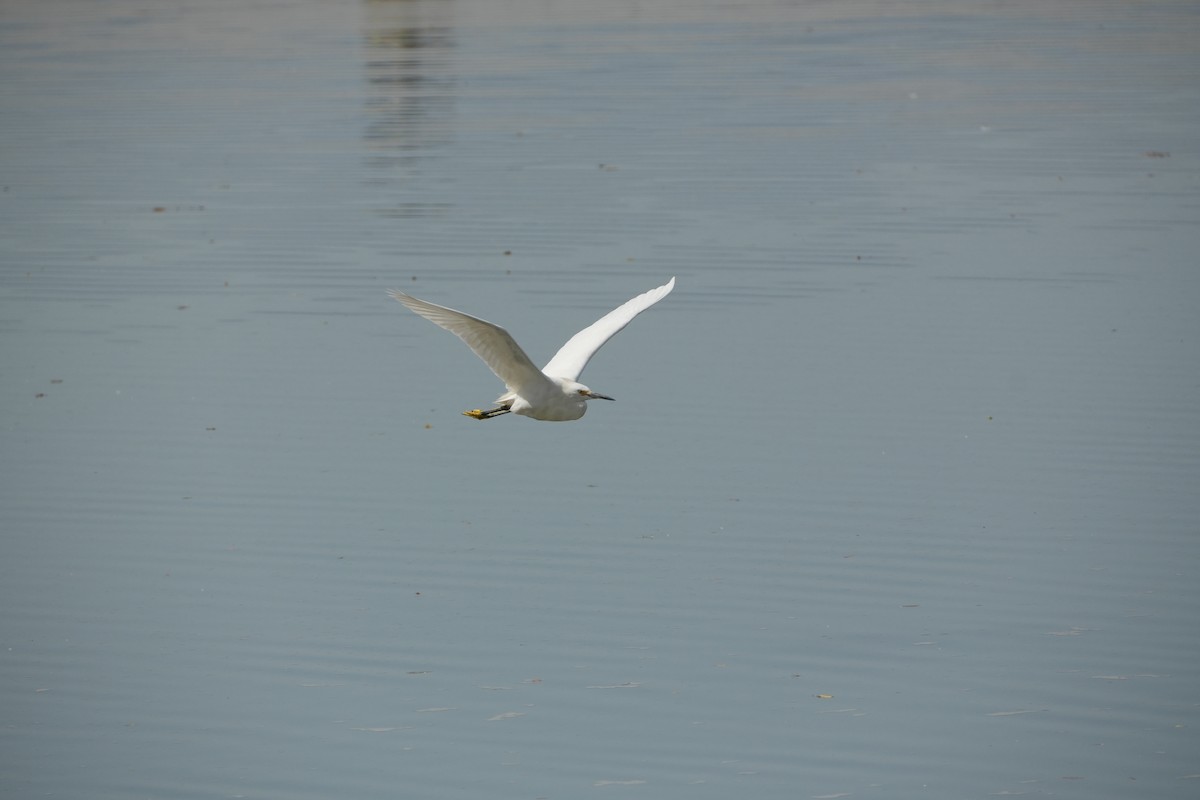 Snowy Egret - ML631066309