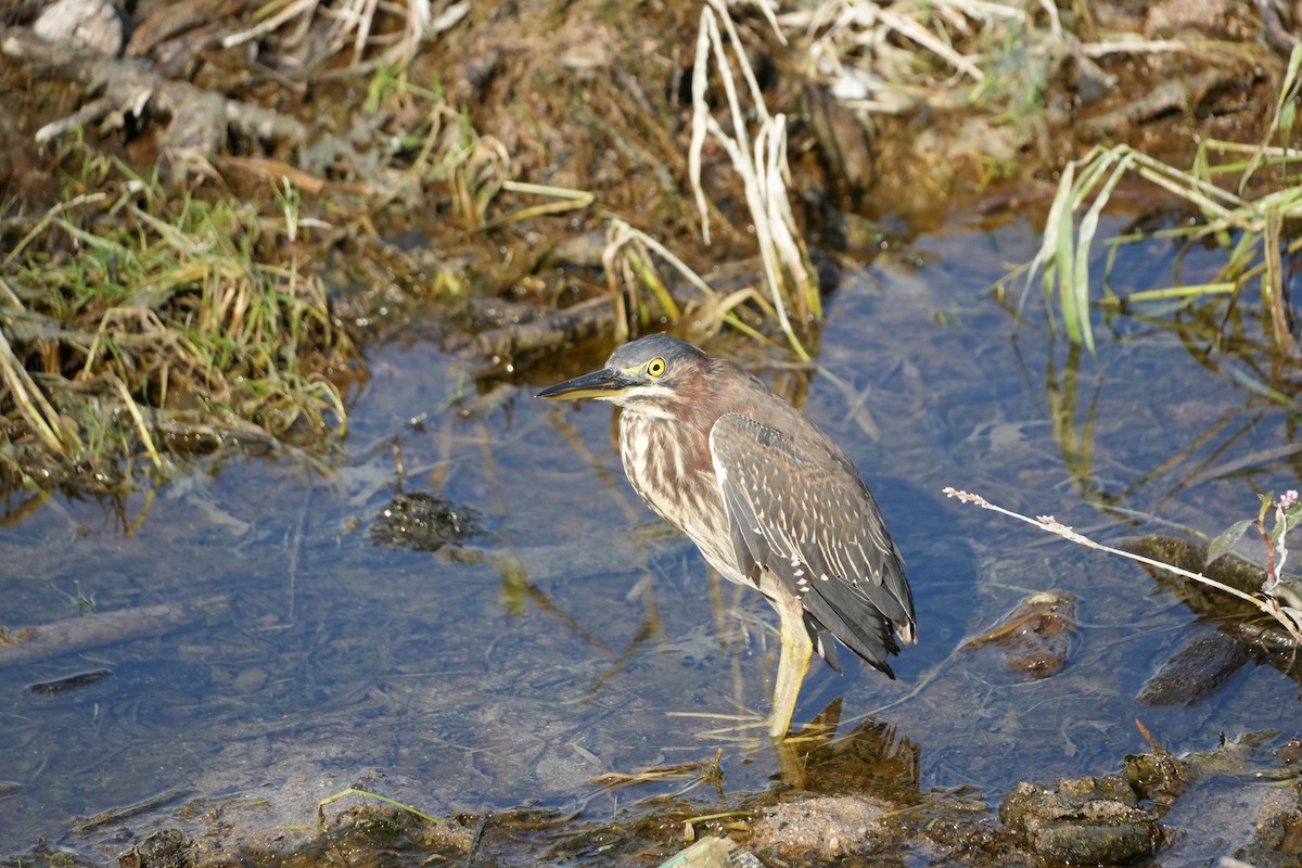 Green Heron - ML631066317