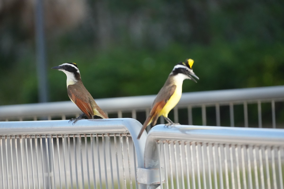 Great Kiskadee - ML631066336