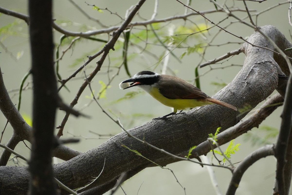 Boat-billed Flycatcher - ML631066344