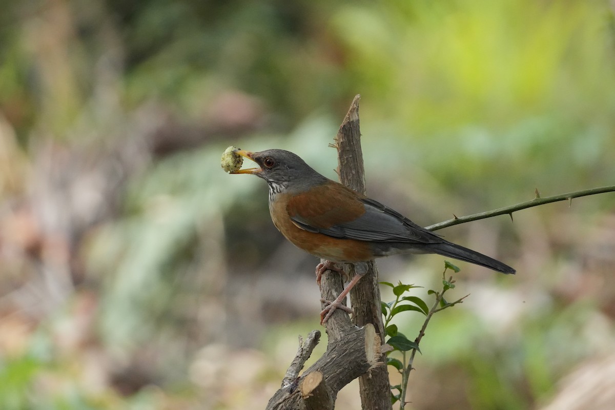 Rufous-backed Robin - ML631066356