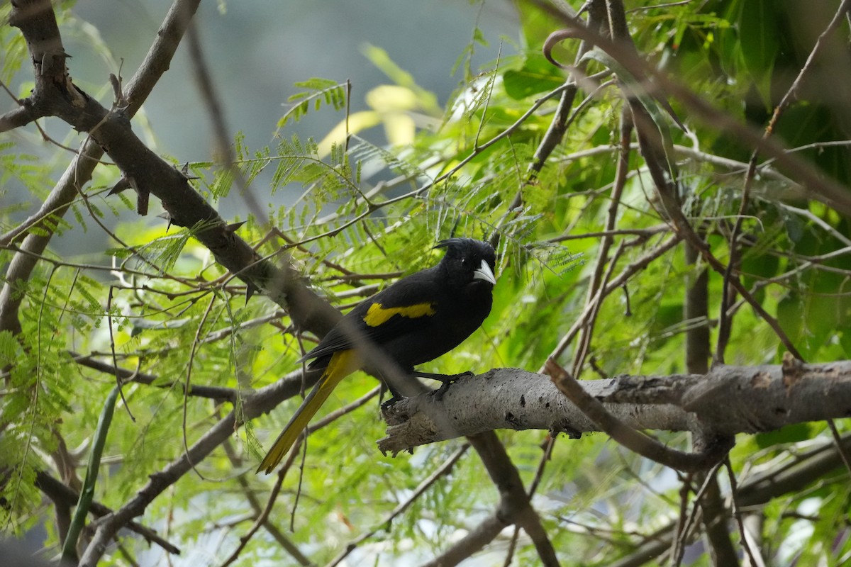 Yellow-winged Cacique - ML631066375