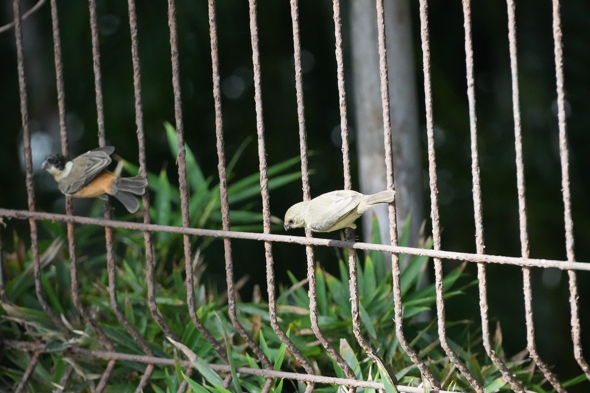 Cinnamon-rumped Seedeater - ML631066390