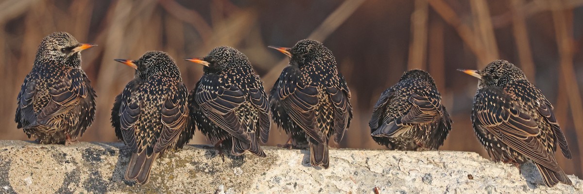 Хар тодол - ML631066481