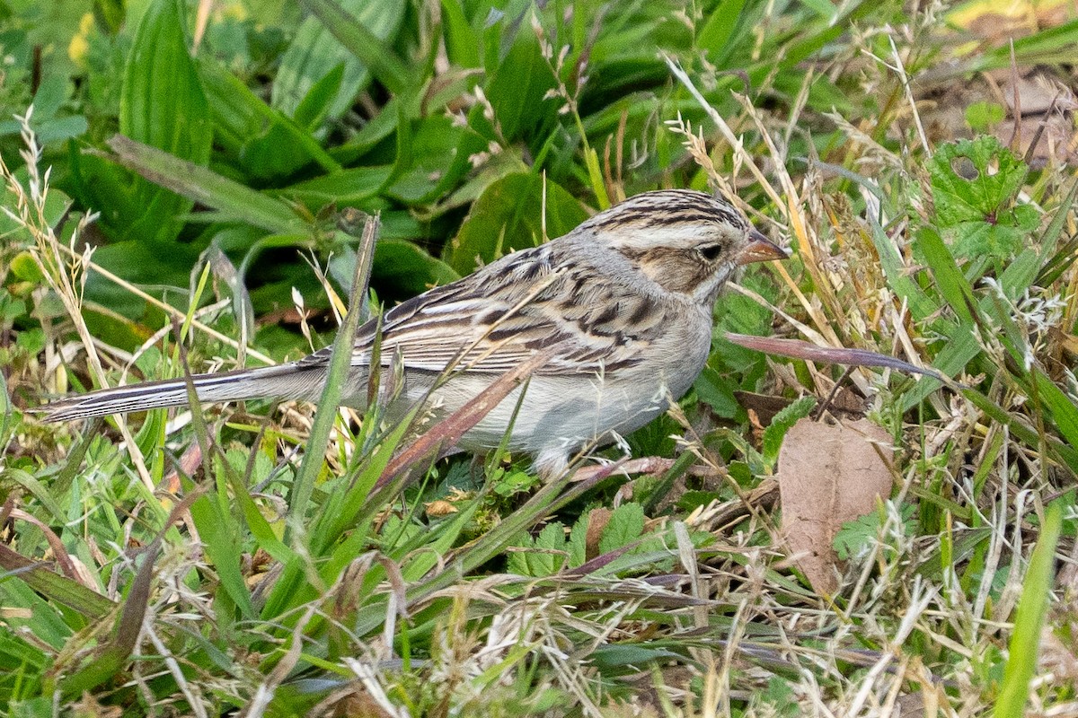 Clay-colored Sparrow - ML631066551