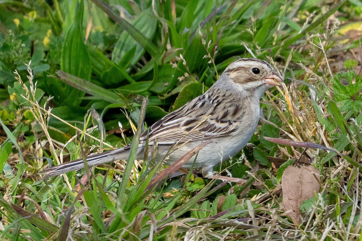 Clay-colored Sparrow - ML631066552