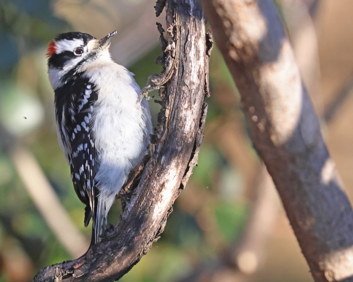 Downy Woodpecker (Eastern) - ML631066779