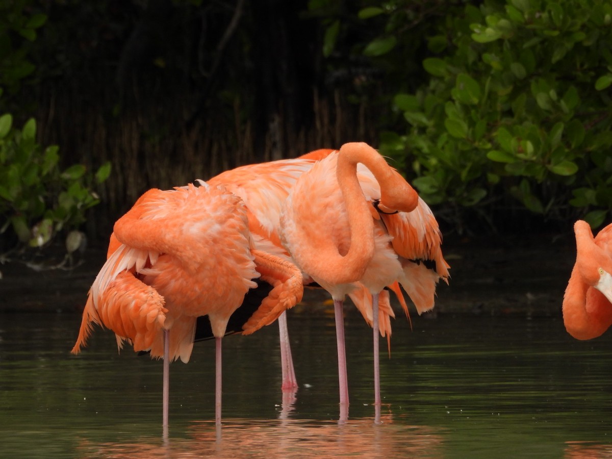 rødflamingo - ML631066812