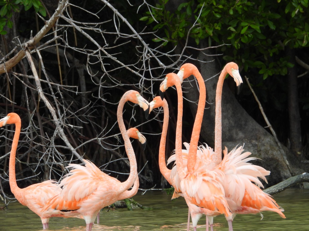 rødflamingo - ML631066813
