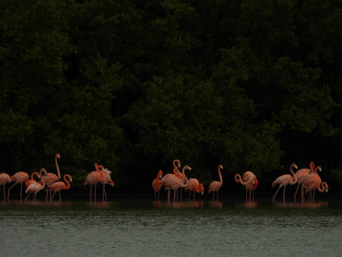rødflamingo - ML631066814