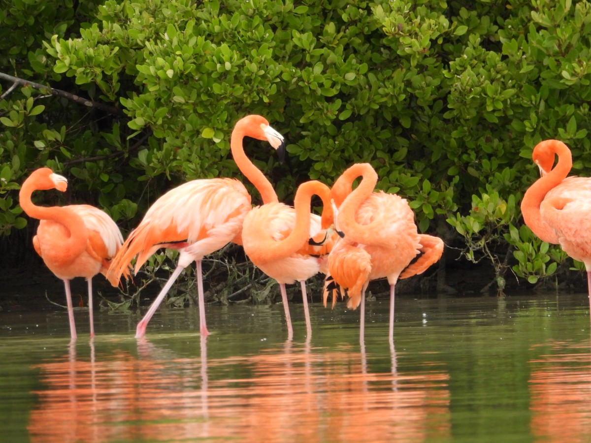 rødflamingo - ML631066815