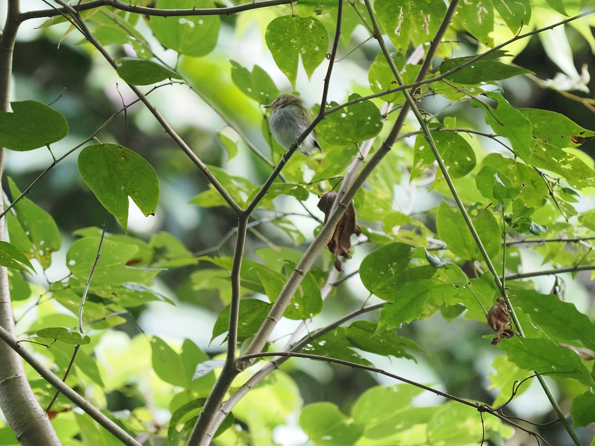 Fork-tailed Pygmy-Tyrant - ML631067246