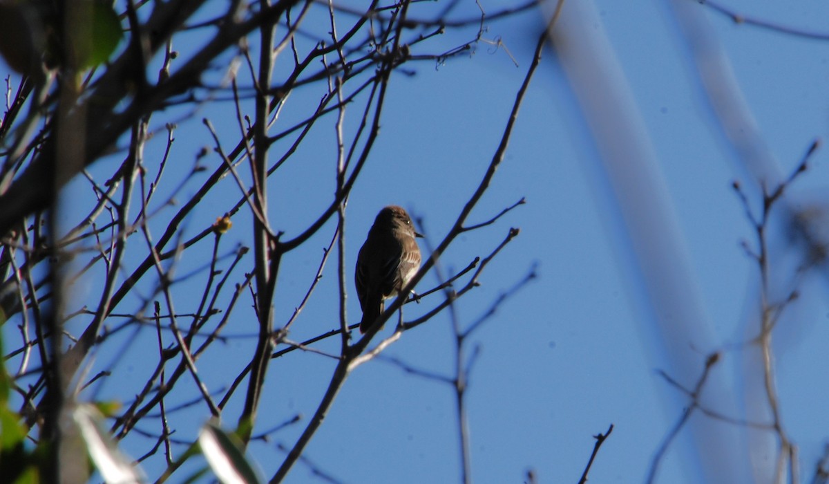 Eastern Phoebe - ML631067280
