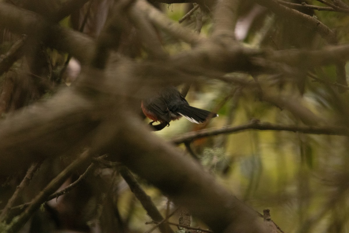 Slate-throated Redstart - ML631067282