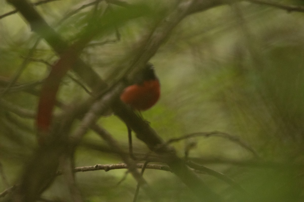 Slate-throated Redstart - ML631067284