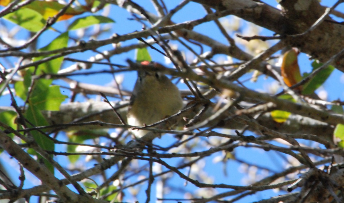 Ruby-crowned Kinglet - ML631067296