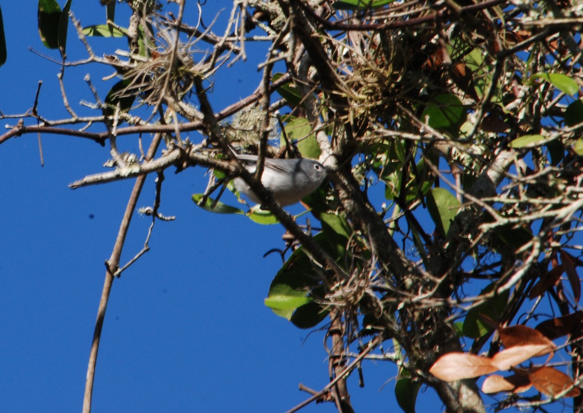 Blue-gray Gnatcatcher - ML631067313