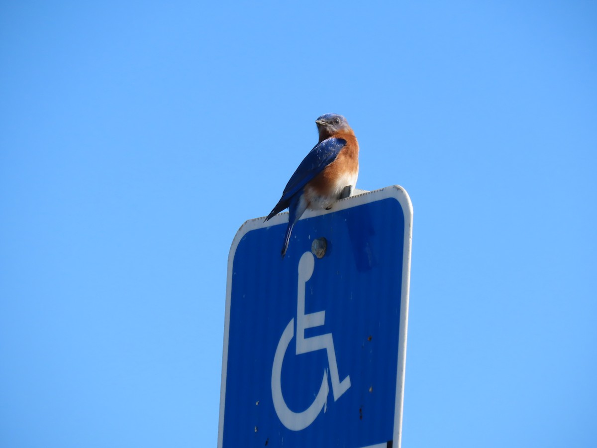 Eastern Bluebird - ML631067319