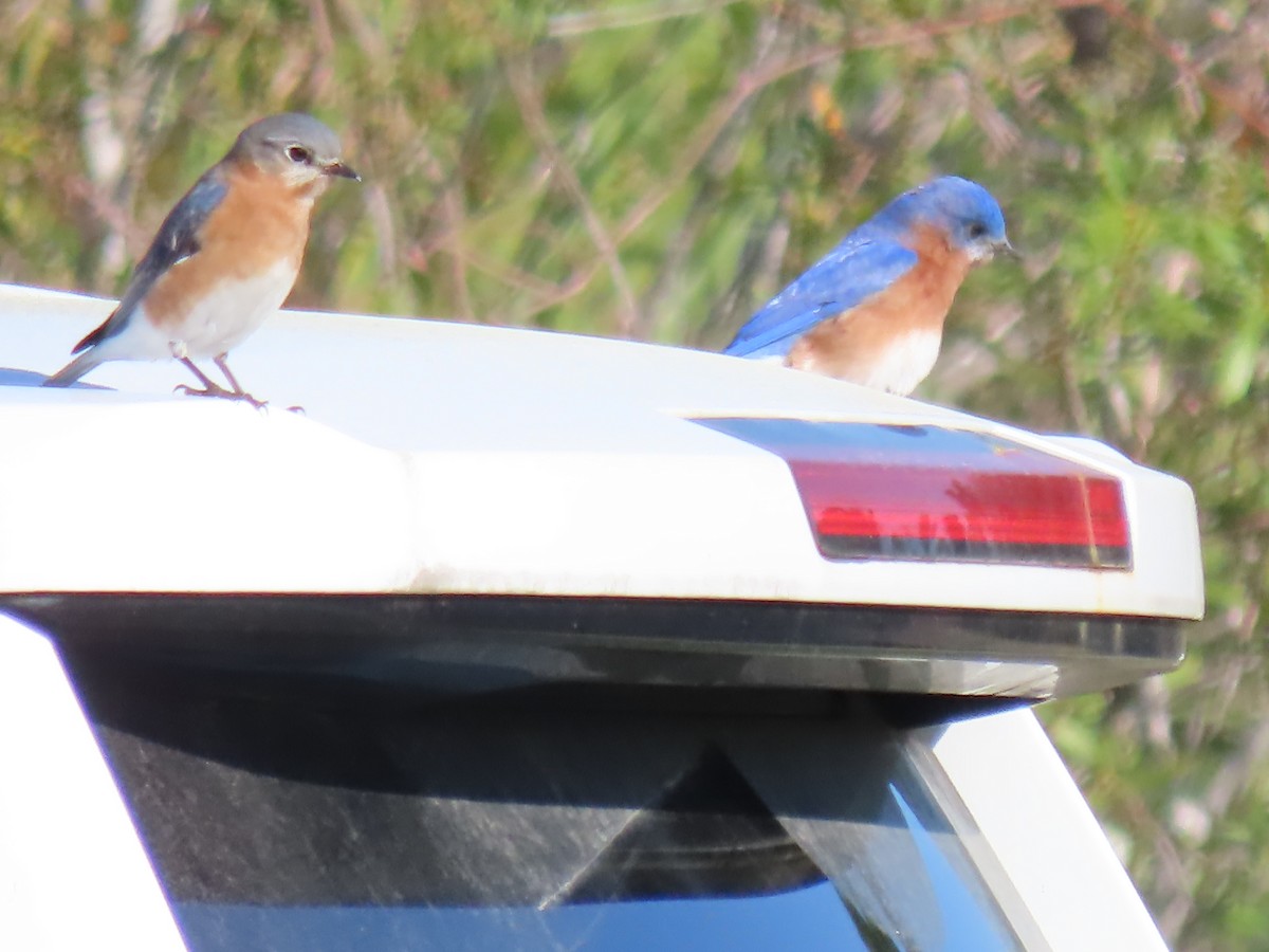 Eastern Bluebird - ML631067321