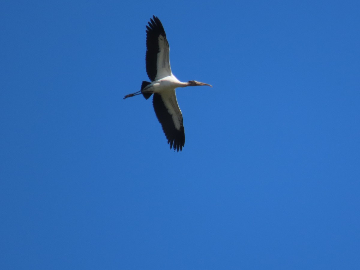 Wood Stork - ML631067348