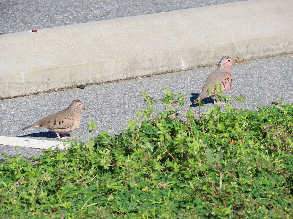 Common Ground Dove - ML631067505