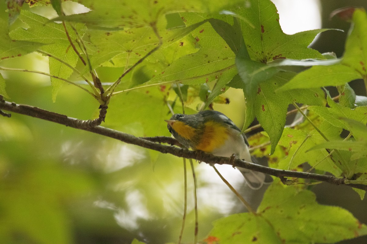 Northern Parula - ML631067523