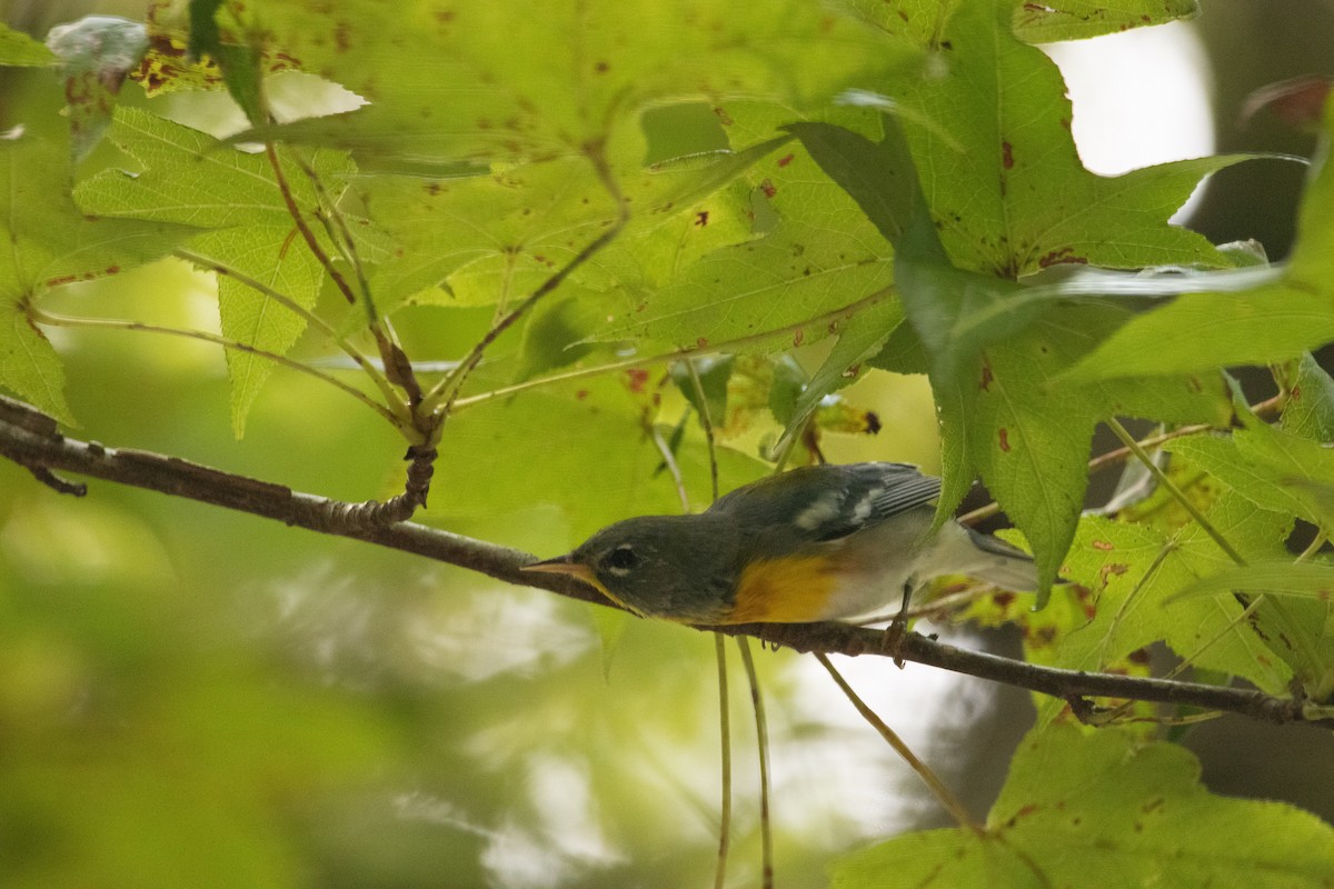 Northern Parula - ML631067525