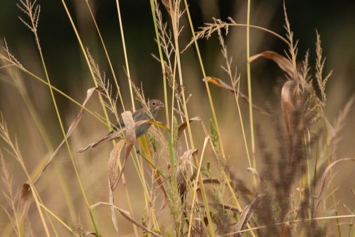 Indigo Bunting - ML631067541