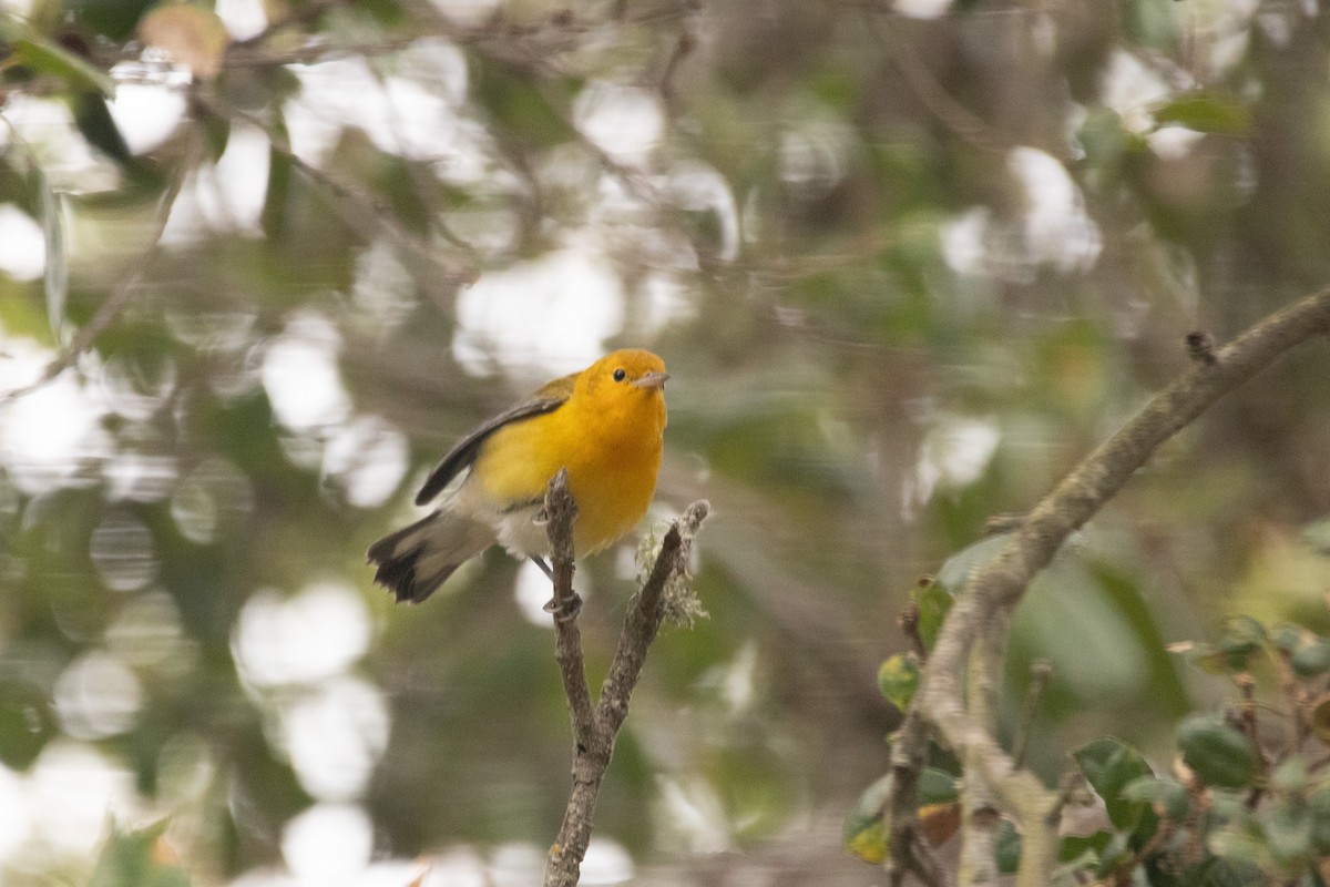 Prothonotary Warbler - ML631067610
